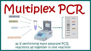 Multiplex PCR [upl. by Doti400]