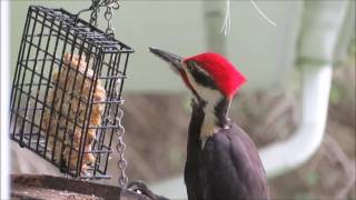 Pileated Woodpecker Call [upl. by Lukasz636]