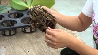 AOG Transplanting Phalaenopsis Orchid [upl. by Yebot]