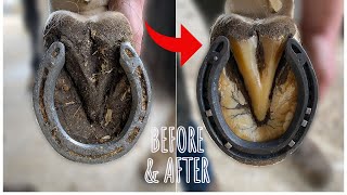 HOOF RESTORATION  VERY SATISFYING  FARRIER [upl. by Frerichs]