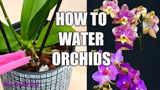 Orchid Care for Beginners  How to water Phalaenopsis Orchids [upl. by Ikciv]