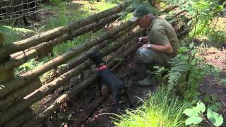 Jagdhundeausbildung im Schwarzwildgatter [upl. by Helbon928]