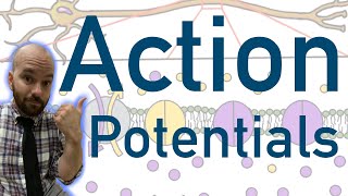 Action Potentials  Animated Explained Graphed [upl. by Reeta]