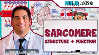 Musculoskeletal System  Sarcomere Structure Actin amp Myosin [upl. by Latsyrhk]