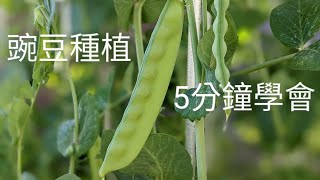 荷蘭豆（碗豆）種植：五分鐘學會 [upl. by Bealle]