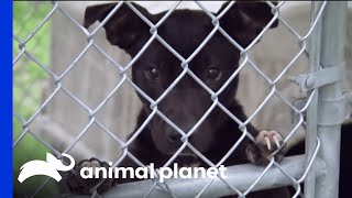 Villalobos Rescue Centre Helps Dogs Rescued From Fighting Rings  Pit Bulls amp Parolees [upl. by Carnahan250]