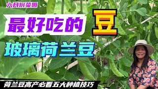 最好吃的豆之一【玻璃荷兰豆】 五大种植技巧 荷兰豆高产必看（2021） Five tips for growing snow peas [upl. by Keyek]