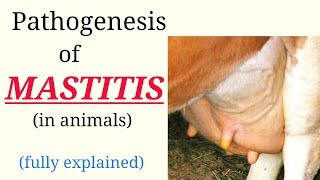 Pathogenesis  MASTITIS  in animals  Fully explained  hindi  english [upl. by Ettolrahc382]