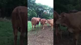 Bulls Breeding heifer naturally [upl. by Rolecnahc758]