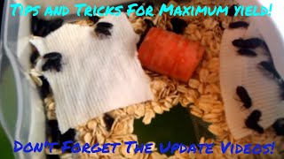 Raising and breeding mealworms Updated Videos In Description [upl. by Aihtenyc]