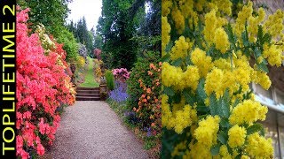 6 Árboles Ornamentales Para Jardín Pequeño [upl. by Zia]