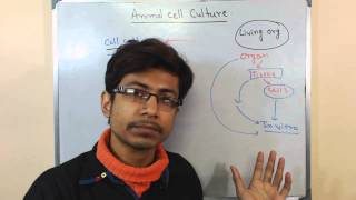 Mammalian cell culture 1  introduction to cell culture [upl. by Tuttle978]