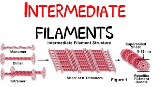 Intermediate filaments [upl. by Bilat]