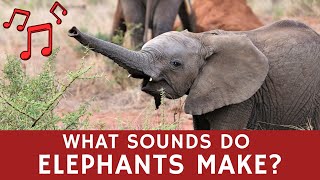 What Sounds do Elephants Make And More to Know About These African Animals [upl. by Akcemat75]