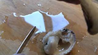 How to shuck and clean cockles [upl. by Lothair883]