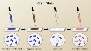 Classification of Bacteria Antibiotics  Lecture 1 [upl. by Ggerc]