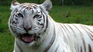 White Tigers  Get The FACTS [upl. by Eenahpets423]