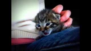 Newborn Kitten Cries for Mom [upl. by Ahsini972]