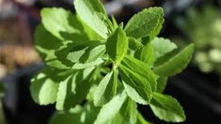 Does Stevia Plant Have Side Effects Facts About Organic Stevia [upl. by Enoved]