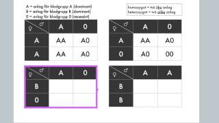 Korsningsschema Anlag för blodgrupper [upl. by Bradley]