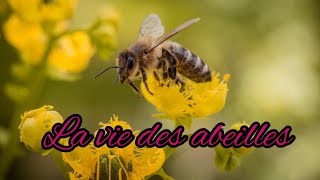 La vie des abeilles [upl. by Airenahs]