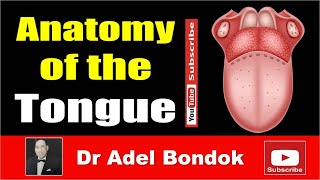 Anatomy of the Tongue Dr Adel Bondok [upl. by Caryl]