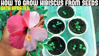 How To Grow Hibiscus From Seeds FULL UPDATES [upl. by Dugas419]