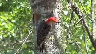 WOODPECKER CALL [upl. by Gawain]