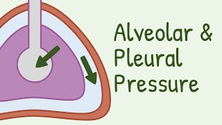 Alveolar Pressure and Pleural Pressure [upl. by Rod]