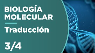 TRADUCCIÓN del ARN  Biología Molecular 34 [upl. by Inwat]