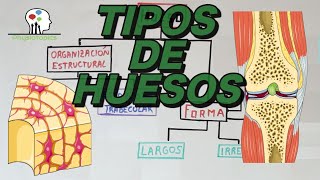 Tipos de Huesos [upl. by Acyssej]