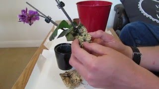 Repotting Miniature Phalaenopsis Orchid [upl. by Celisse]