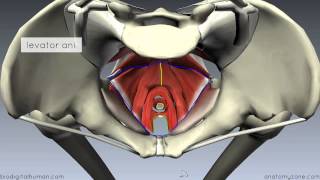 Fertilization in Humans  Conception  Embryology  18 [upl. by Sherris]