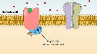 Ionotropic and Metabotropic Receptors [upl. by Asel]