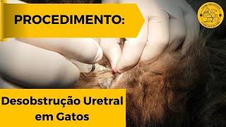 PROCEDIMENTO Desobstrução urinária em gato macho [upl. by Roley]