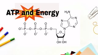 How do we get energy from ATP Adenosne Triphosphate [upl. by Ycniuqal]