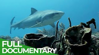 Whitetip Reef Sharks Deadly Nocturnal Predators  Free Documentary Nature [upl. by Akcirahs209]