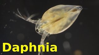 Daphnia [upl. by Nedyrb]