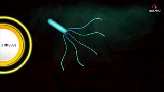 Flagellar Movement  Medical microbiology animations [upl. by Folger]