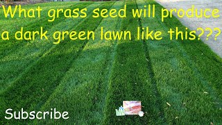 What grass seed produces a dark green lawn [upl. by Ytirahc]