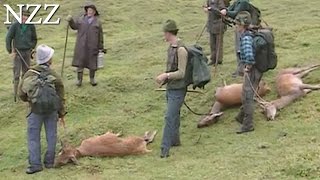 Wildboar  Maishäcksel Erntejagd auf Sauen  Jagdkrone [upl. by Nrek489]