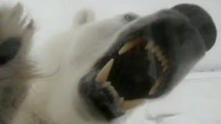 Polar Bear Attack Video 2013 Maine Lawyer Attacked by Polar Bear [upl. by Inesita]