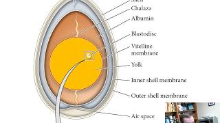 Bird and Mammal Development Chapter 12 [upl. by Demmahom]