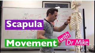 Scapula Movement  Functional Anatomy [upl. by Lefkowitz]