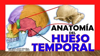 🥇 HUESO TEMPORAL Anatomía Fácil Rápido y Sencillo [upl. by Dett]