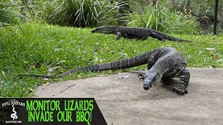 MONITOR LIZARDS INVADE OUR AUSTRALIAN BBQ [upl. by Nudd80]