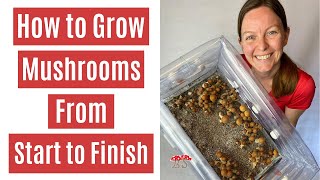 How to Grow Mushrooms from Start to Finish in a Monotub [upl. by Dracir]