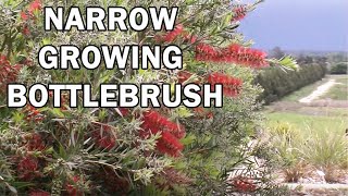 SLIM™ Callistemon naturally narrow growing bottlebrush  Ozbreed Native Shrubs amp Groundcovers [upl. by Viviene]