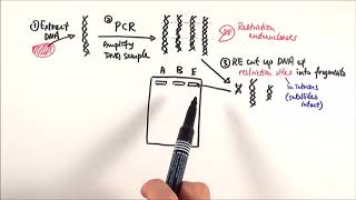 A2 Biology  DNA profiling OCR A Chapter 211 [upl. by Eiliak319]