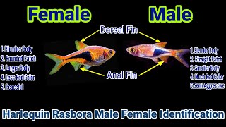 Harlequin Rasbora Male Female Identification [upl. by Beach781]